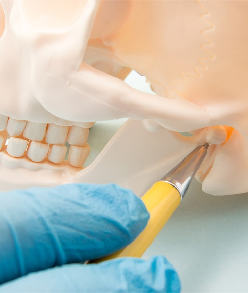 Model of jaw joint to demonstrate TMJ disorder in Lakewood, CO