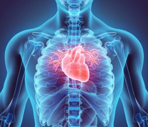Digital image of human heart